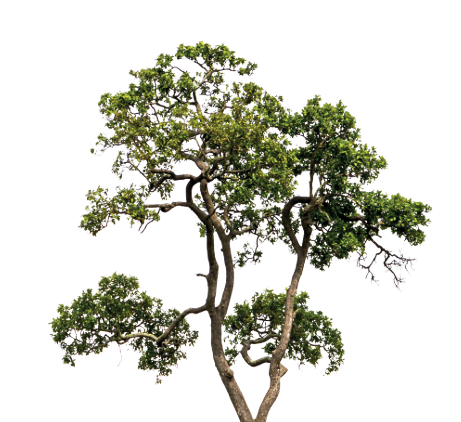 Agence immobilière de  Mogati