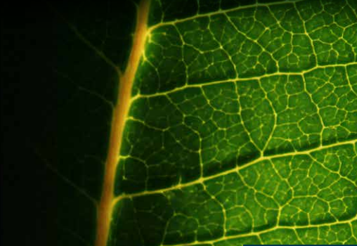 Agence immobilière de  Mogati